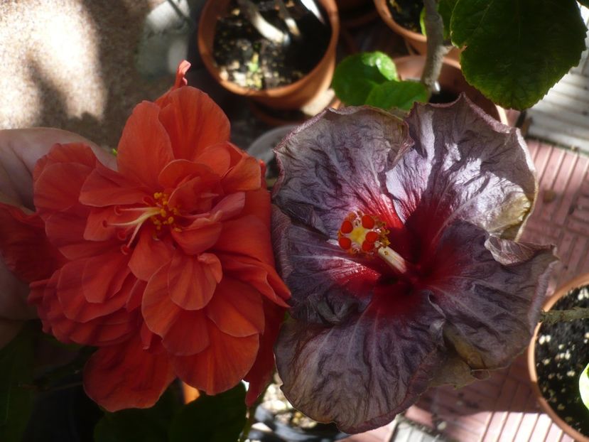 P1420619 - HIBISCUSI 2019-2