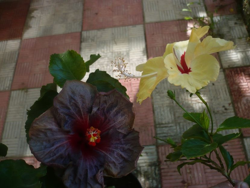 P1420620 - HIBISCUSI 2019-2