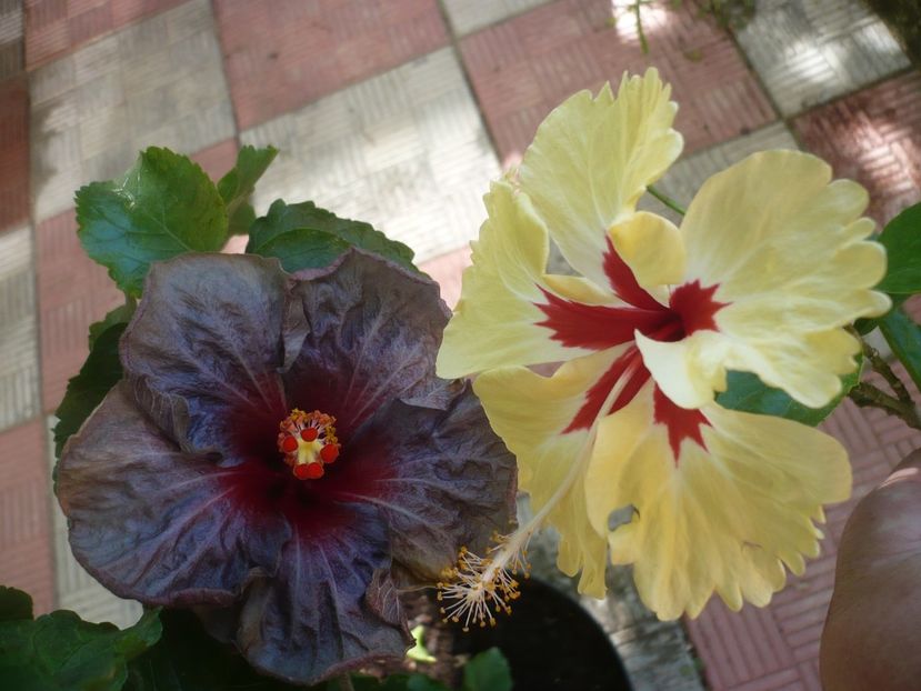 P1420621 - HIBISCUSI 2019-2