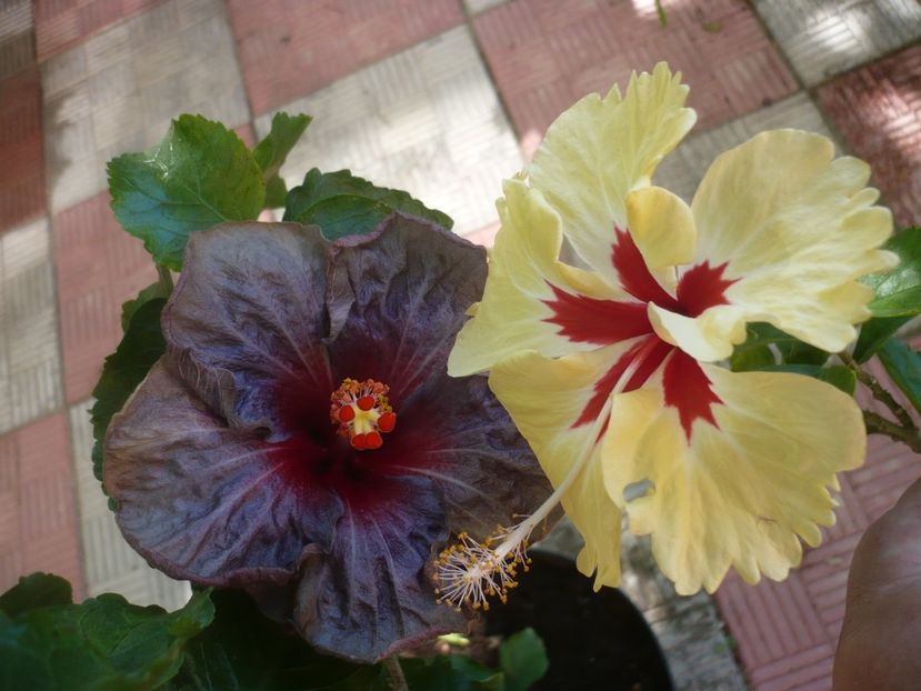P1420622 - HIBISCUSI 2019-2
