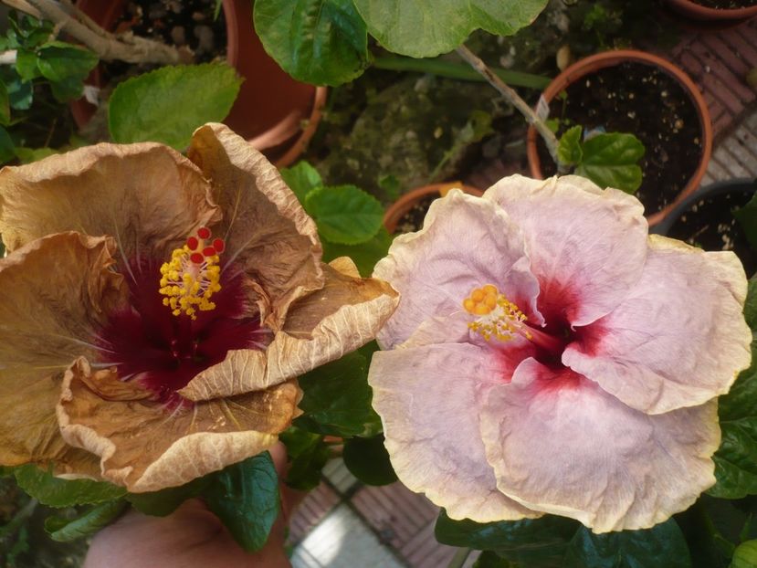 P1420623 - HIBISCUSI 2019-2