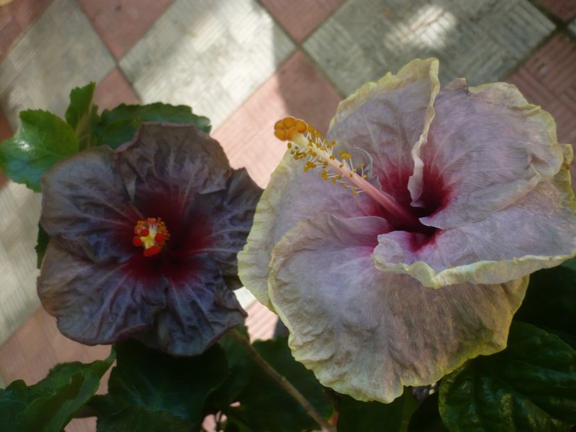 P1420624 - HIBISCUSI 2019-2
