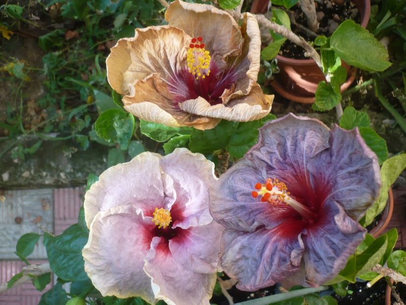 P1420625 - HIBISCUSI 2019-2