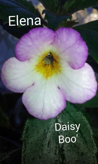 18/ Daisy Boo - 2019 - ACHIMENES