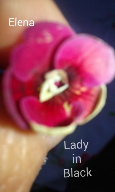 19/ Lady in Black - 2019 - ACHIMENES