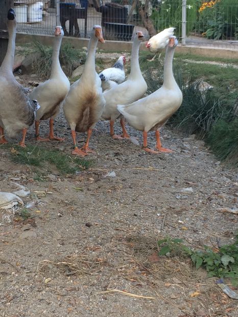  - Tineret 2019