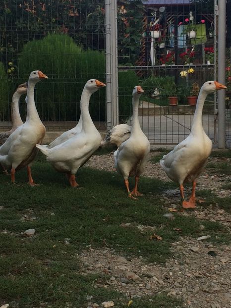  - Tineret 2019