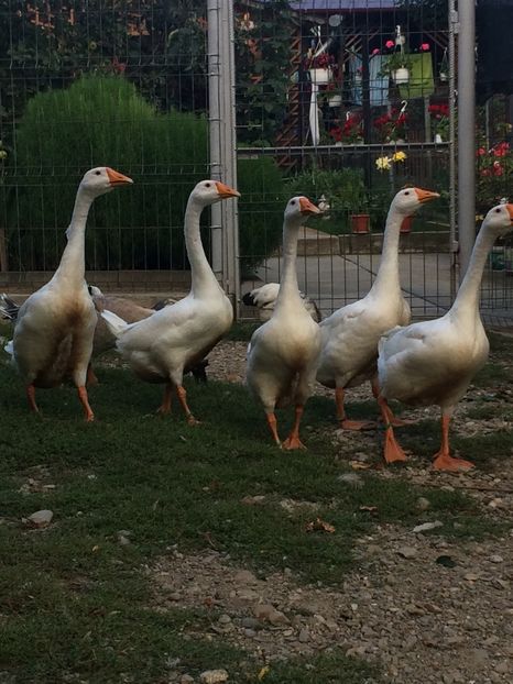  - Tineret 2019