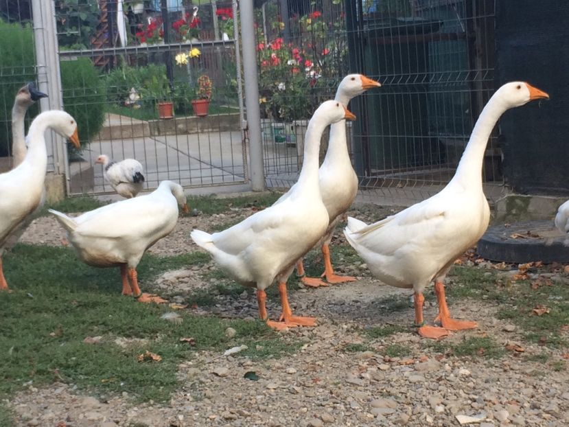  - Tineret 2019