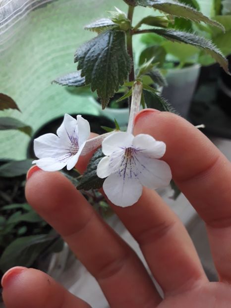  - Achimenes 2019