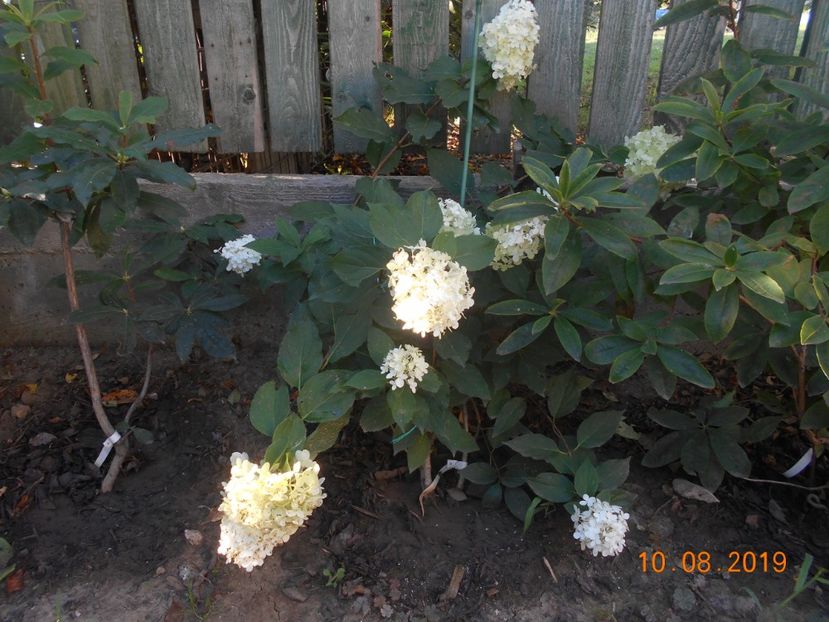  - 2Azalee-rhododendroni-hortensii-hoste 2019