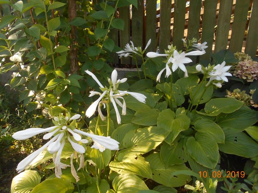  - 2Azalee-rhododendroni-hortensii-hoste 2019