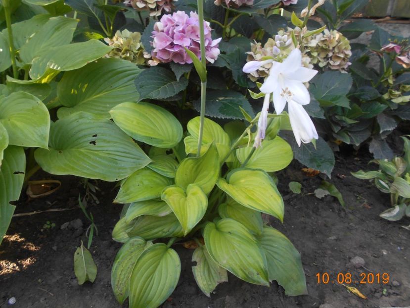  - 2Azalee-rhododendroni-hortensii-hoste 2019