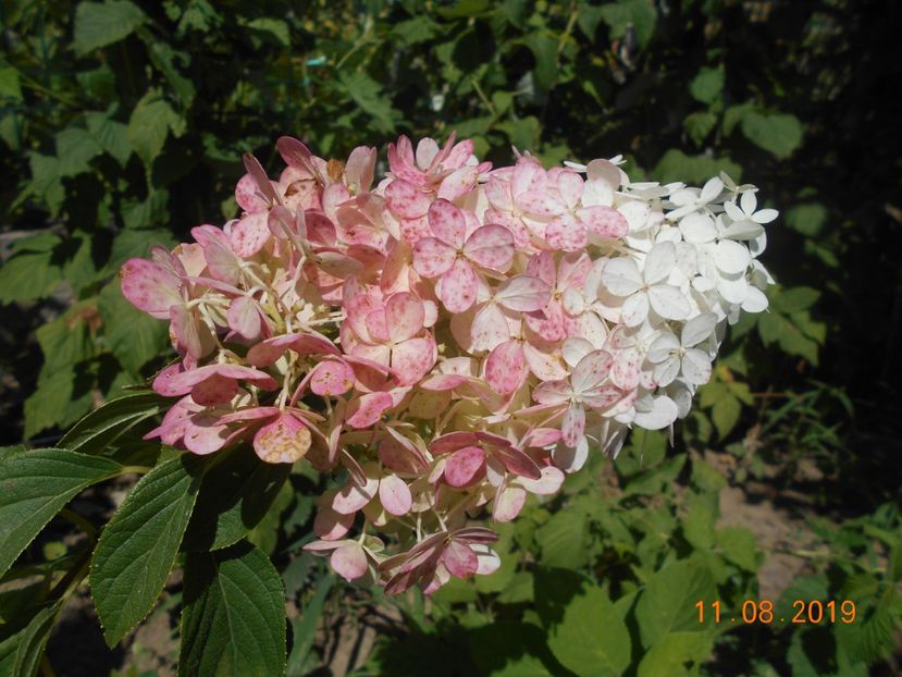  - 2Azalee-rhododendroni-hortensii-hoste 2019