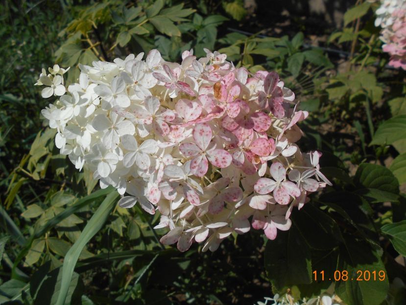  - 2Azalee-rhododendroni-hortensii-hoste 2019