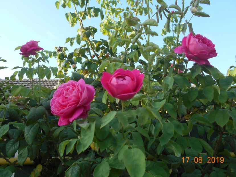  - Madame Isaac Pereire