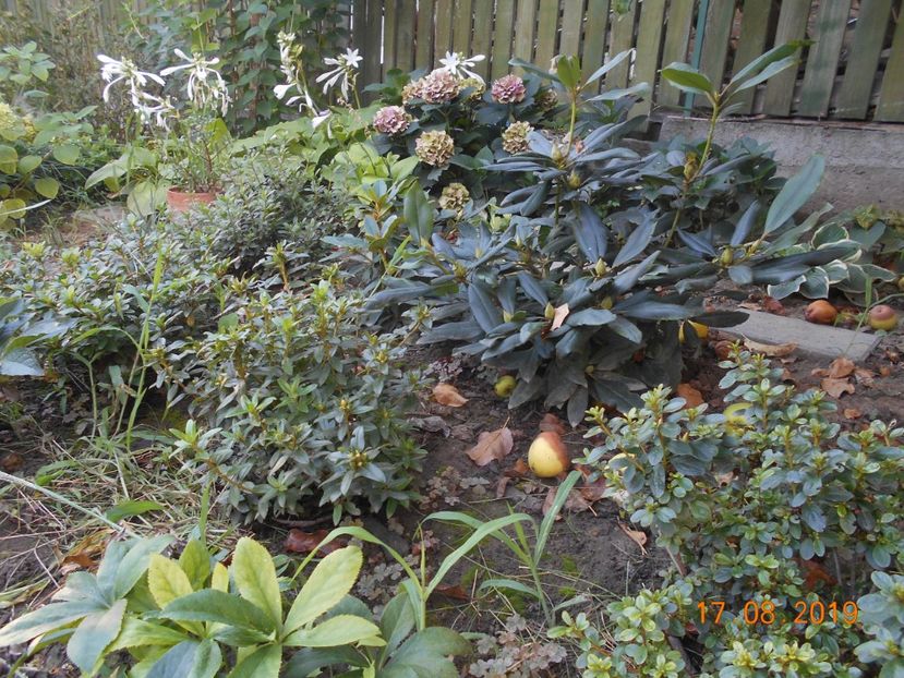  - 2Azalee-rhododendroni-hortensii-hoste 2019
