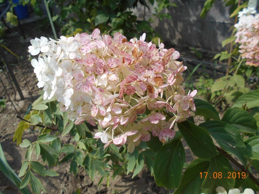  - 2Azalee-rhododendroni-hortensii-hoste 2019