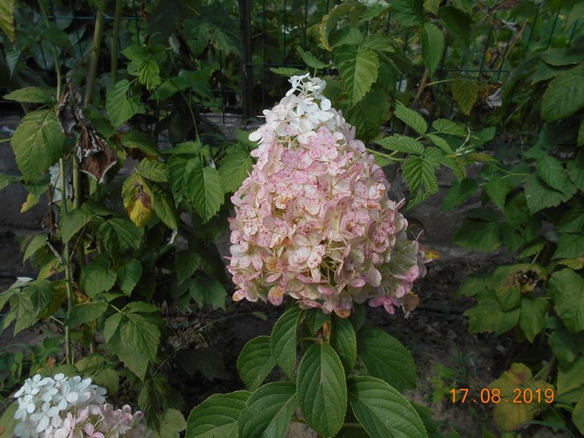 - 2Azalee-rhododendroni-hortensii-hoste 2019