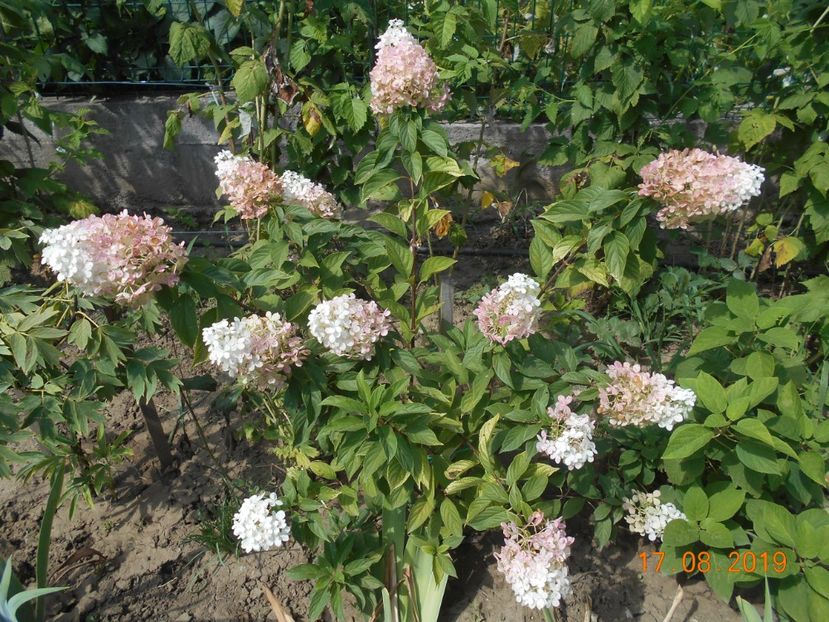  - 2Azalee-rhododendroni-hortensii-hoste 2019