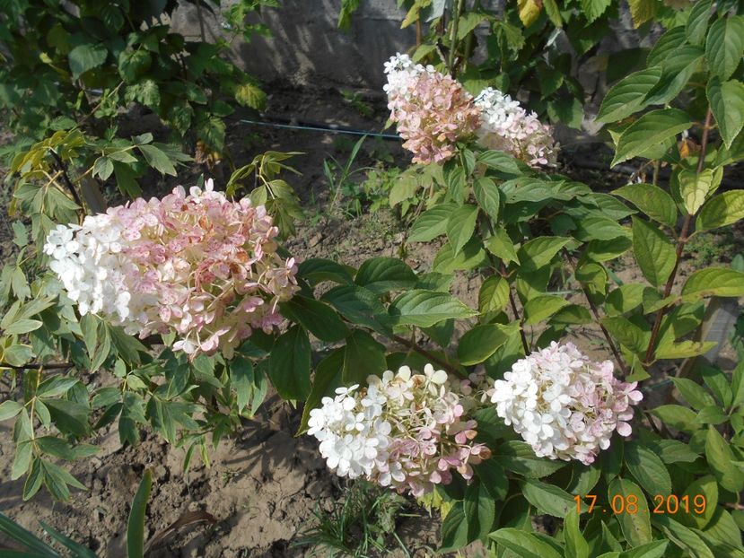  - 2Azalee-rhododendroni-hortensii-hoste 2019
