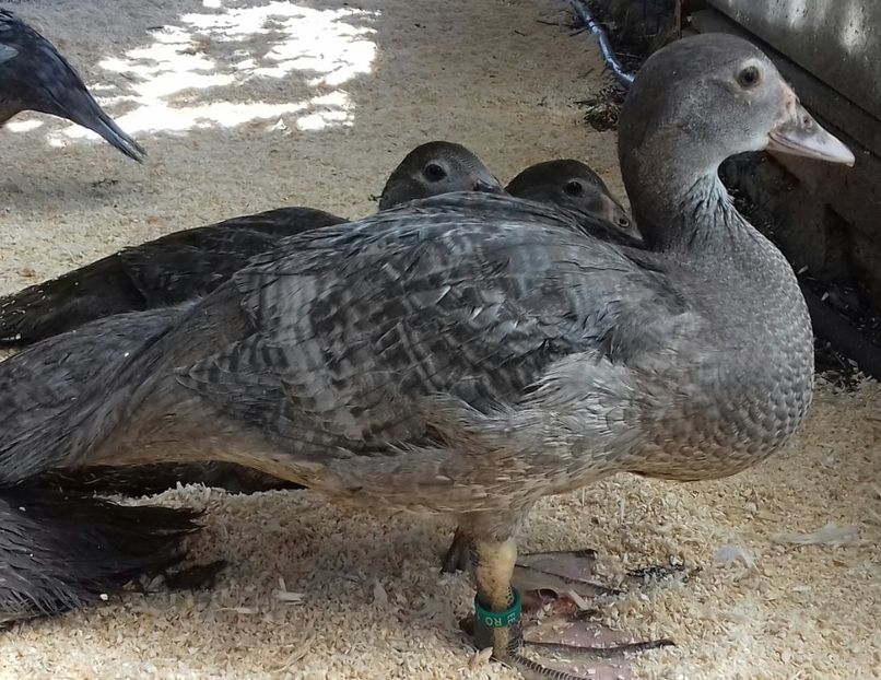 just...ripple - Bomboane asortate 2019