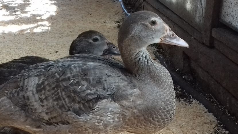  - Bomboane asortate 2019