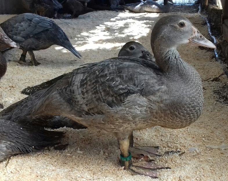 . - Bomboane asortate 2019