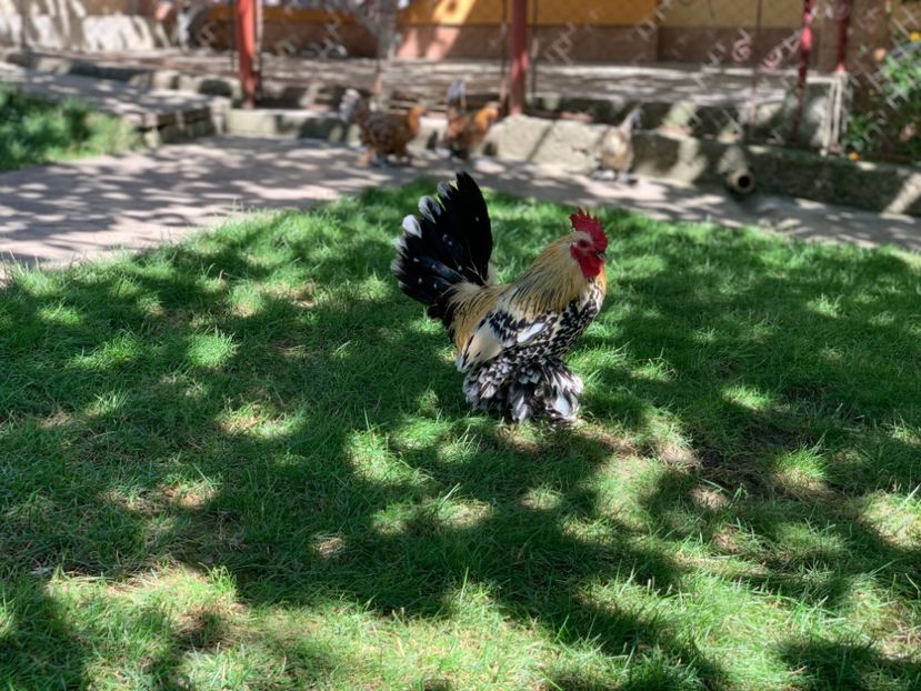 4CD010C1-09AE-45DD-9B8D-ACCE33D4B787 - g--Mii de flori Lemon-ARHIVA