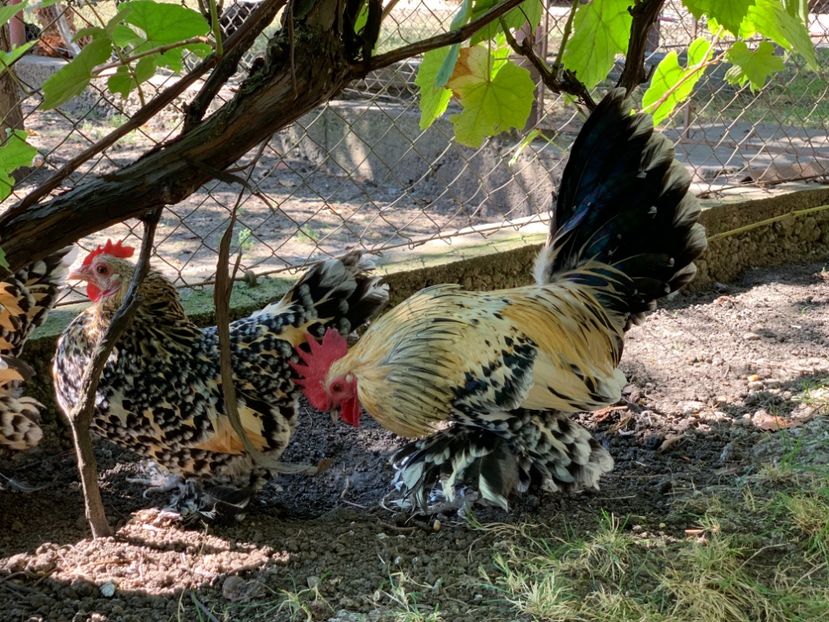 05EBAE9D-34DF-4167-8BC7-861AEEF3CAE0 - g--Mii de flori Lemon-ARHIVA