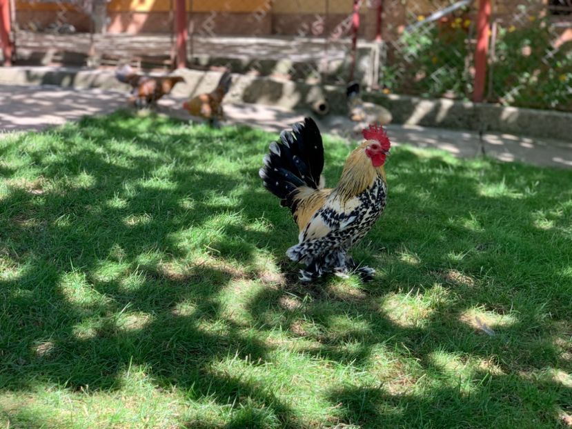 19F60301-AC6D-4B51-93AF-04E16ACF26FB - g--Mii de flori Lemon-ARHIVA