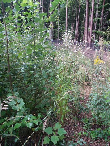  - Eu prin austria 2019 august