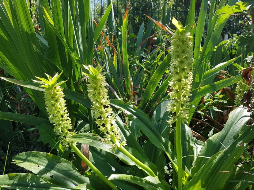 Eucomis - August 2019