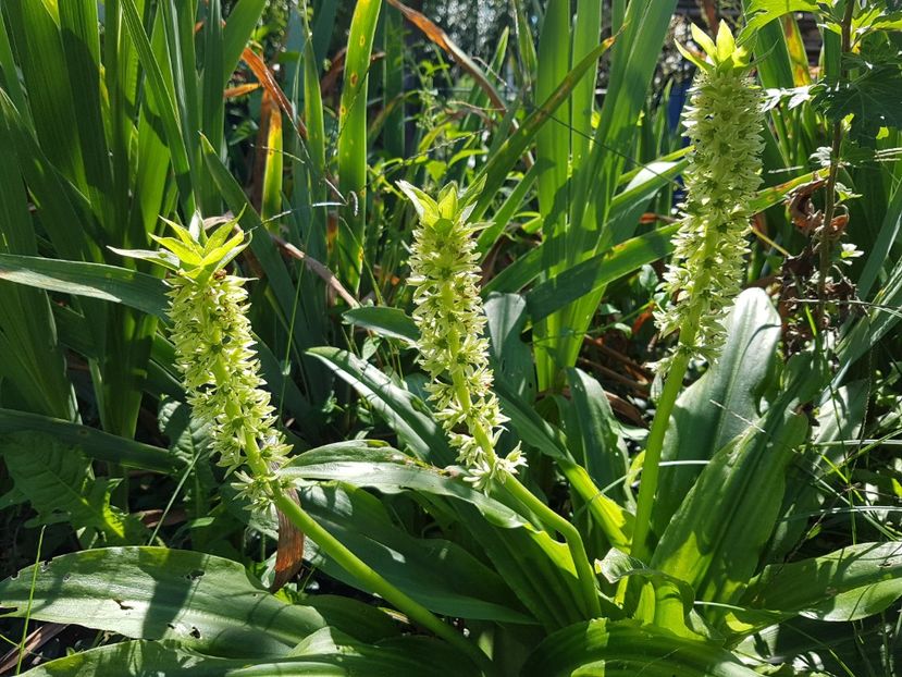 Eucomis - August 2019