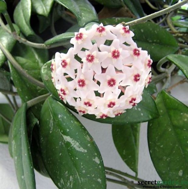 Hoya carnosa cv arcada - Hoya carnosa cv arcada