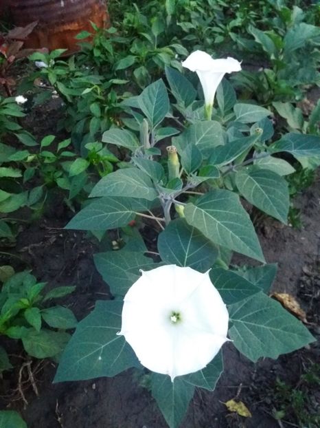  - Brugmasia si datura