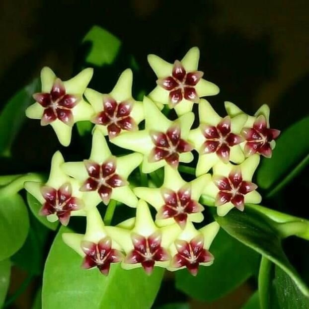 Hoya Cumingiana - Hoya Cumingiana Parfumata