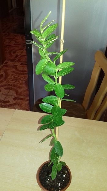 Hoya Cumingiana - Hoya Cumingiana Parfumata