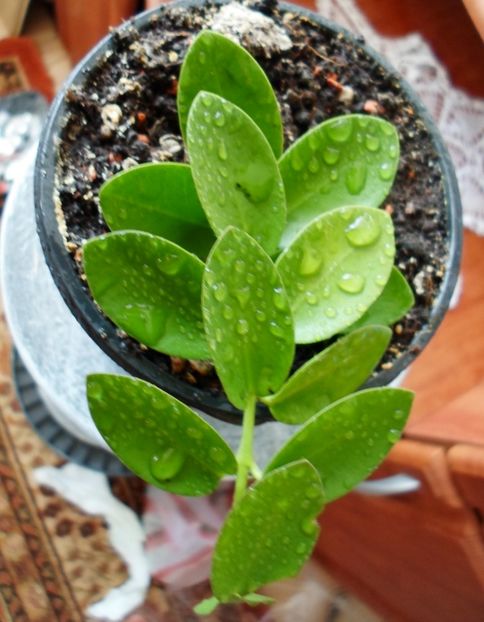  - Hoya Densiflora