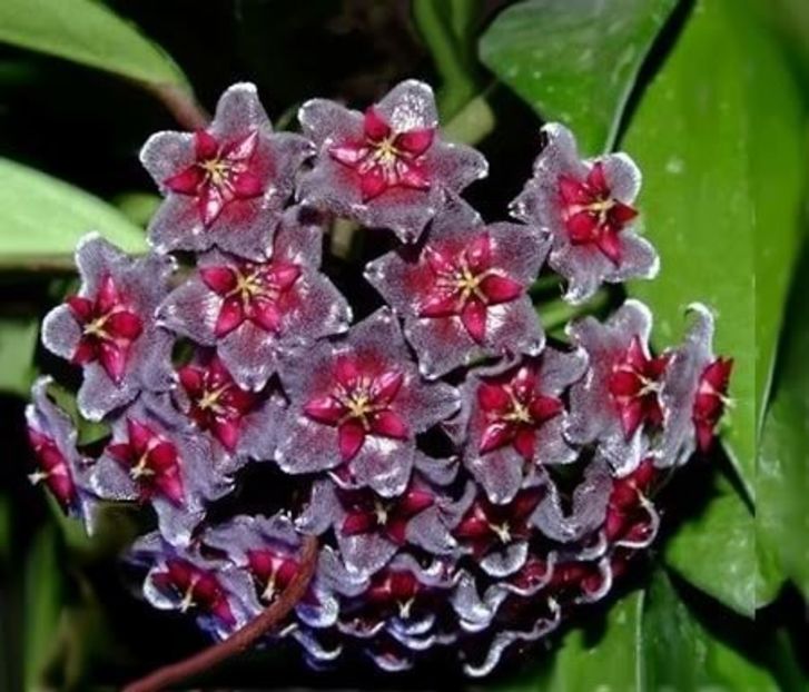 HOYA PUBICALYX RED BUTON - Hoya Pubicalyx Red Buton - parfumata