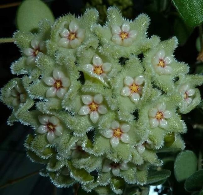 HOYA SERPENS - Hoya serpens