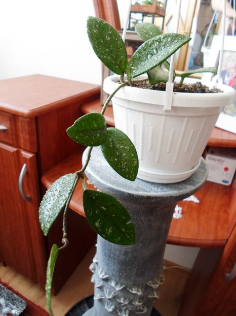 - Hoya Carmosa Splash
