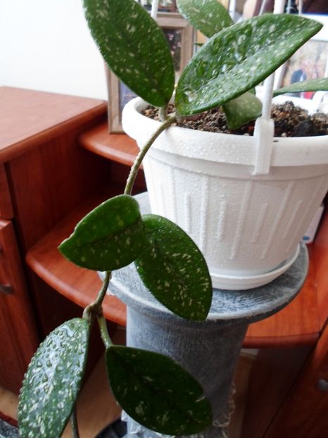  - Hoya Carmosa Splash
