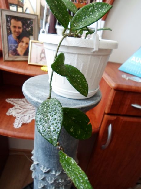  - Hoya Carmosa Splash