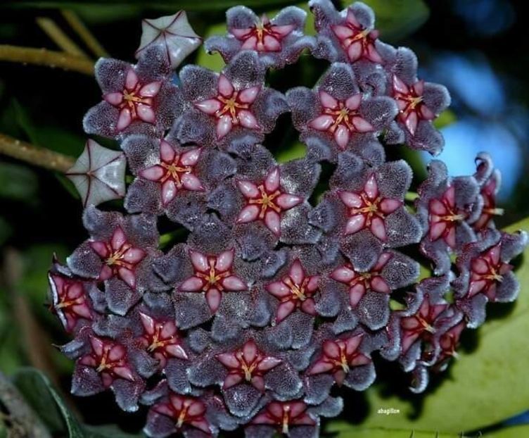  - Hoya Pubicalyx Black Dragon