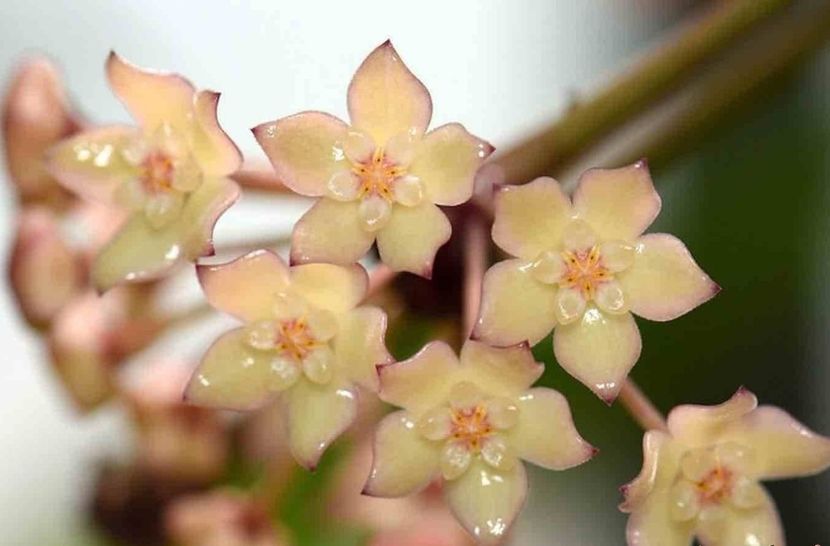 Macrophylla Variegata - HOYA-Lacrima Maicii Domnului