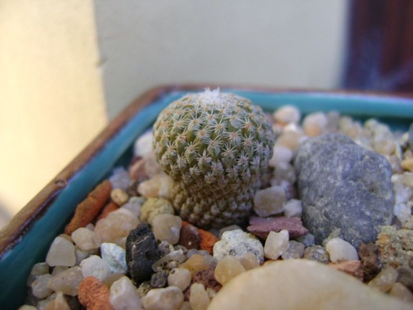 Pelecyphora strobiliformis - Cactusi 2019 bis bis