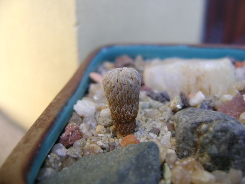 Pelecyphora aselliformis - Cactusi 2019 bis bis