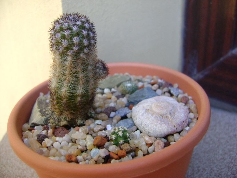 Grup de 3 cactusi - Cactusi 2019 bis bis