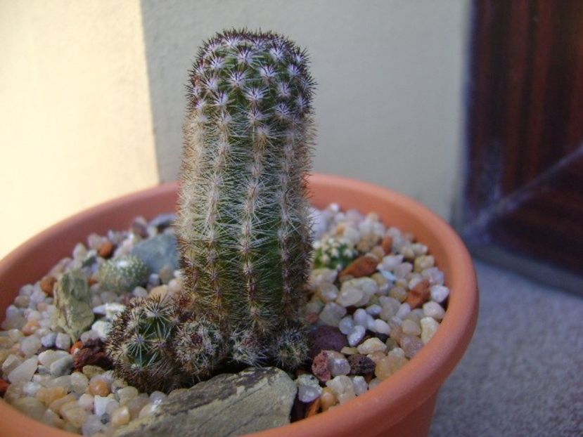 Grup de 3 cactusi - Cactusi 2019 bis bis